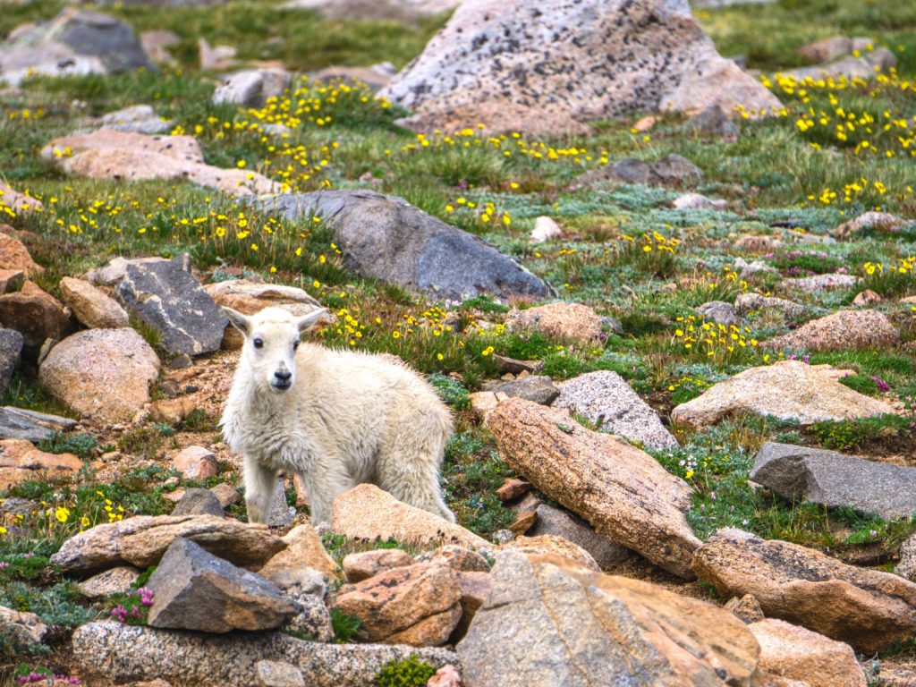 mountain goat kid | 1 Peter 1:3-4