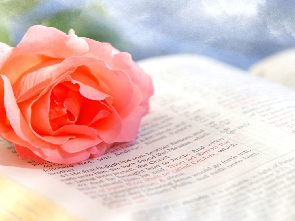 a rose on an open Bible | Scripture memory